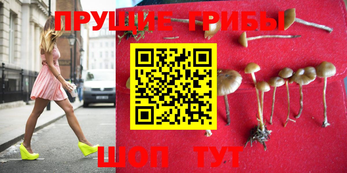 Сорочинск  Псилоцибиновые грибы Cubensis  Вход с VPN 